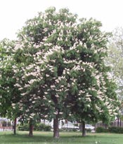 horse chestnut tree