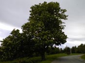 horse chestnut tree