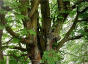 horse chestnut tree