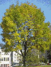 Green Ash Tree