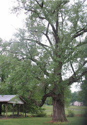 Huge Cottonwood