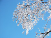 iced sassafras tree