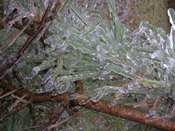 Pine Tree Pictures: Iced pine tree needles