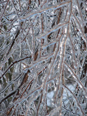 Icy Birch Tree