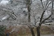 Icy Dogwood Tree