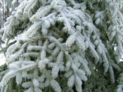 icy spruce Tree