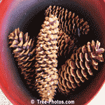Large Pine Cones Can Be Used For Christmas Decorations and Craft Ideas