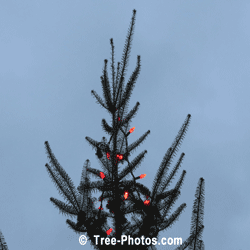 Christmas Tree Pictures: Xmas Tree Topper Decorated With Red LED Lights