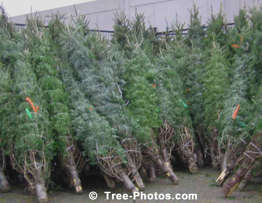 Balsam Fir Christmas Trees for Sale