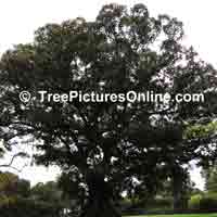 Big Fig Tree Picture: Sydney, Austrialia