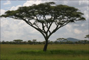 Acacia Tree