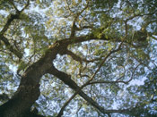 Acacia Tree