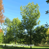 Ash Trees: Pumpkin Ash, Blue Ash, Black Ash Tree Types