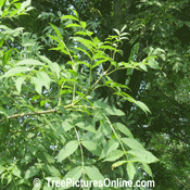 Ash Tree: European Ash Tree Type Picture