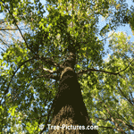 American Beech: Mature American Beech Tree in the Forest | Tree+Beech+American @ Tree-Pictures.com