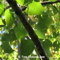 American Beech Species: Beech Tree Leaves & Branches