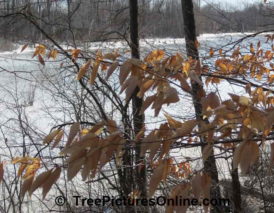 American Beech Retains Some of its Leaves in Winter