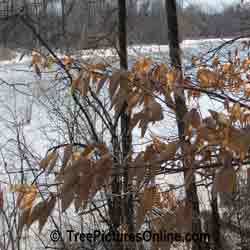 Beech Trees: Autumn American Beech; Leaf, Branches