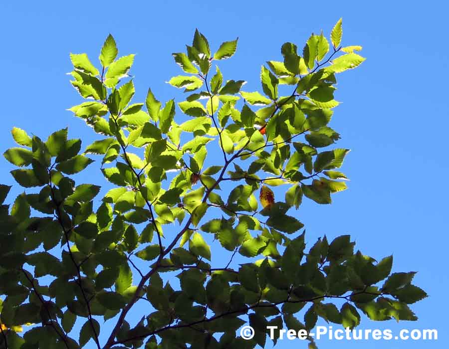 American Beech: Beech Tree Leaves Hi-lited By The Sun's Rays