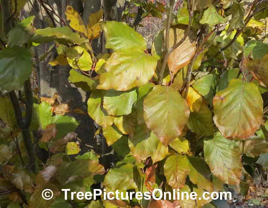 European Beech Tree Leaves in Fall