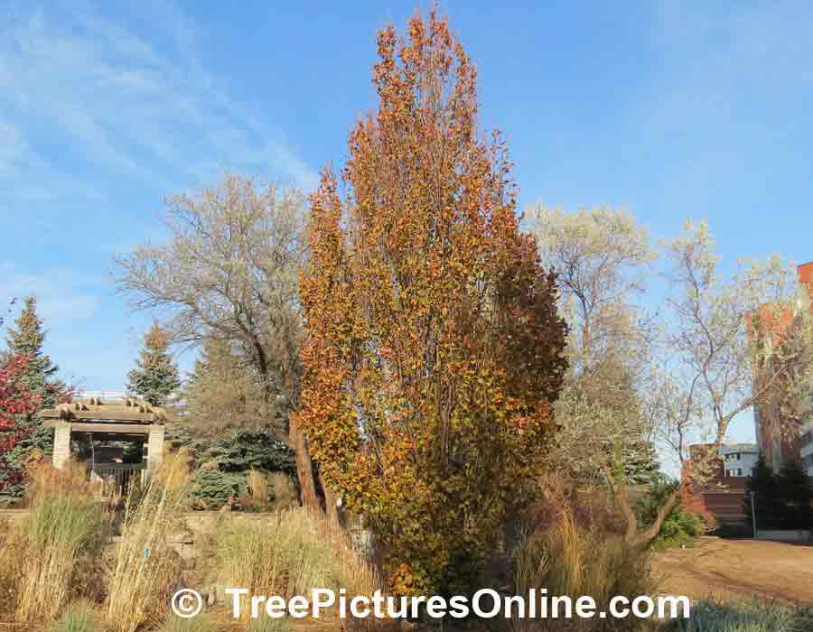 European Beech: Beech Tree, Leaves & Branches in Autumn