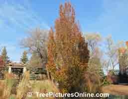 European Beech: Beech Tree, Leaves & Branches in Autumn