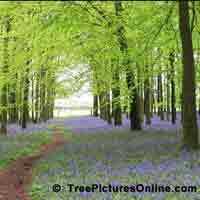 Tree Pictures, Beech Tree Photo