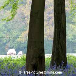 Beech Tree: Beech Tree Forest