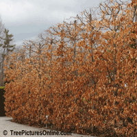 Pictures of Beech Trees: Purple Beech Tree Hedge in Spring with Leaves