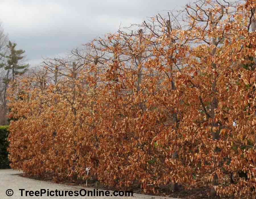 Beech: Purple Beech Trees Planted To Form Hedge