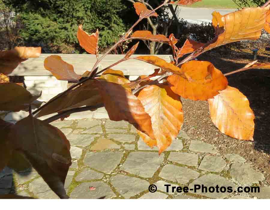 Beech Leaf: Purple Beech Tree Leaves in Autumn