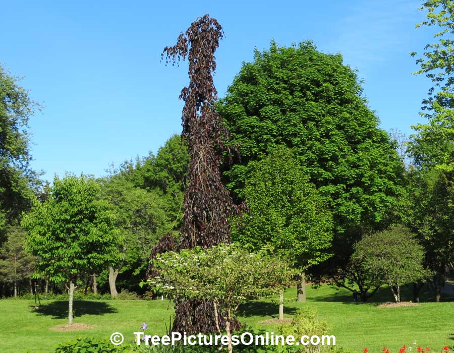 Beech Trees: Purple Beech Tree Species, Weeping Variety