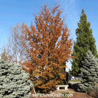 Beech Tree Pictures: Purple Beech Trees Autumn Colors