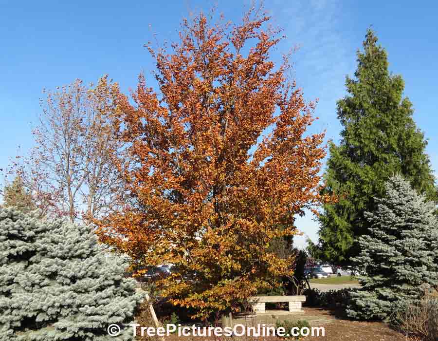 Garden Landscaping: Focal Point Purple Beech Tree With Stone Bench