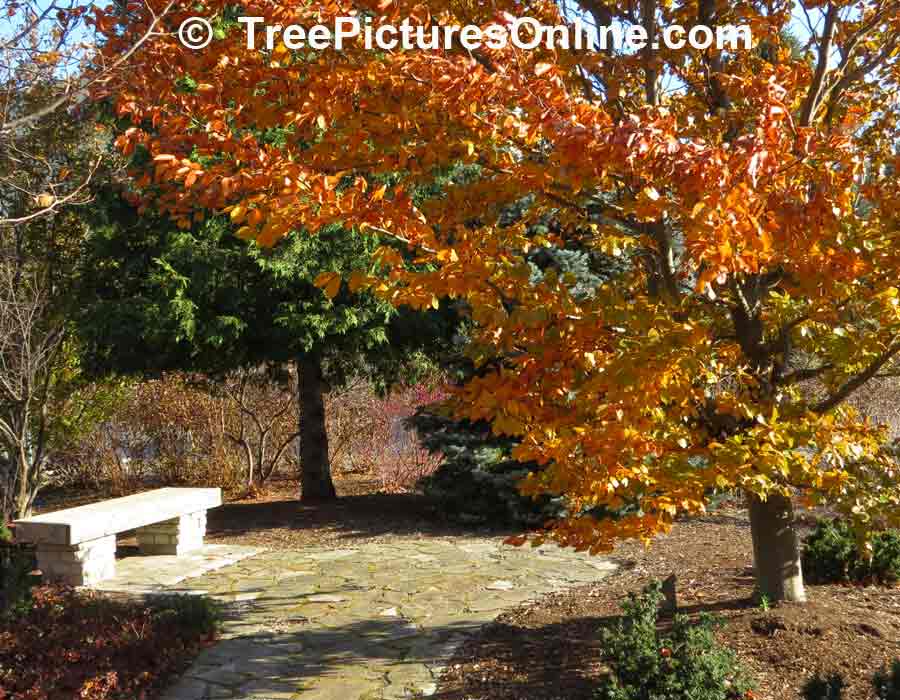 Beech Tree: Purple Beech Trees Autumn Leaves