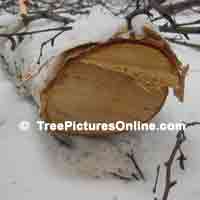 Birch Tree Wood Grain
