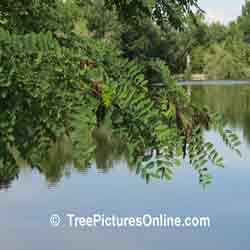 Locust Tree: Picture of Black Locust Tree Type | Tree:Locust+Black+Leaf+Seed Pods @ TreePicturesOnline.com