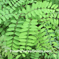 locust tree pic