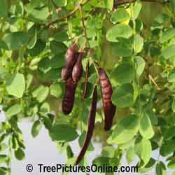 Locust Tree: Picture of Black Locust Tree Type Seed Pod | Tree:Locust+Black+Seed Pods @ TreePicturesOnline.com