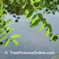 locust tree Pictures