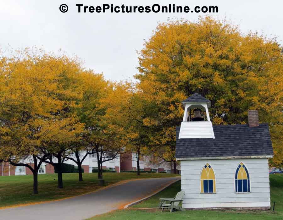 Locust Tree, Honey Locust Trees in Spectacular Fall Color