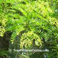 Honey Locust New Leaf Growth Image