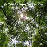 locust tree pic