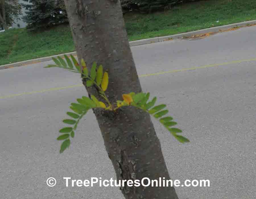 Locust Tree, Picture of Young Locust Tree