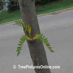 Honey Locust: Leaf Growth of Honey Locust Tree Image | Tree:Locust+Leaf @ TreePicturesOnline.com