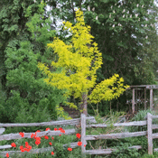 Locust Tree: Honey Locust Landscape Garden Picture