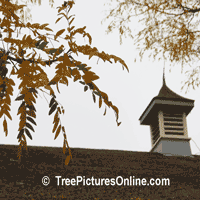 Locust Trees: Picture of Honey Locust Tree Type