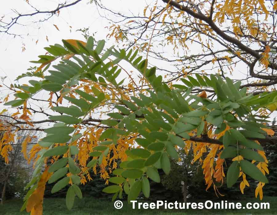 Locust Tree, Honey Locust Leaves