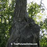 Locust Tree, Picture of Gnarly Locust Tree Bark | Tree+Locust+Bark @ Tree-Pictures.com
