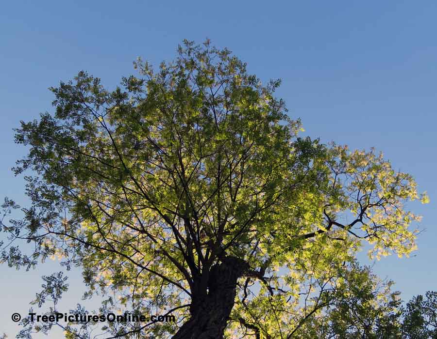 Locust Leaves and Branches Glowing Under the Summer Sun